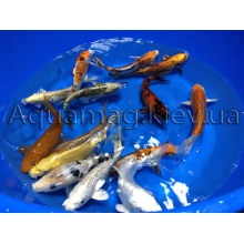 Карпы Кои 25 - 29 см / Koi