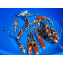 Карпы Кои 25 - 30 см / Koi