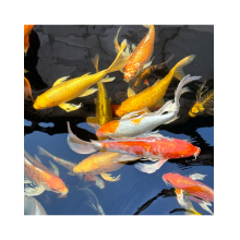 Коропи Коі 45 - 50 см / Koi