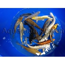 Коропи Коі 45 - 50 см / Koi