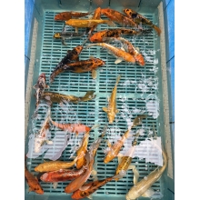 кои прудовые 