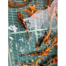 капр кои киев