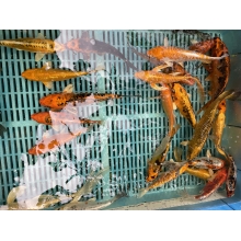 Карпы Кои 15 - 20 см / Koi