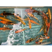 Карпы Кои 15 - 20 см / Koi
