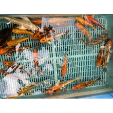 Карпы Кои 15 - 20 см / Koi