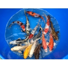 Карпы Кои 25 - 29 см / Koi