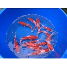 Карпы Кои 25 - 30 см / Koi