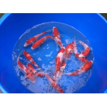 Коропи Коі 45 - 50 см / Koi