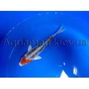Карпы Кои 25 - 30 см / Koi