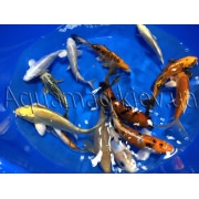 Карпы Кои 25 - 30 см / Koi
