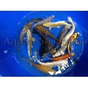 Коропи Коі 45 - 50 см / Koi