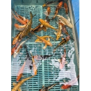 садовые кои 