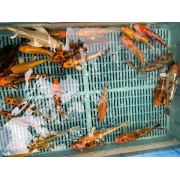 Карпы Кои 15 - 20 см / Koi