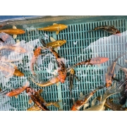 Карпы Кои 15 - 20 см / Koi
